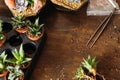 Diy florarium decor specialist workplace succulent