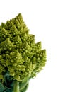 Decorate broccoflower - brocolli isolated on white background Royalty Free Stock Photo