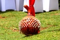 A decorated African guard used in traditional ceremonies