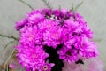 Decorated bouquet of purple and pink chrysanthemums