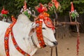 Decorated buffalo. Bagan, Myanmar. Close up