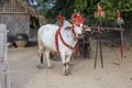 Decorated buffalo for donation ceremony on the yard in Bagan, Myanmar, Burma