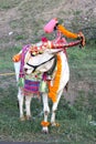 Decorated Bull