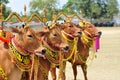 Decorated Bulls for Madura Bull Race, Indonesia