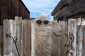 Cactus wearing sunglasses in Pioneertown, California