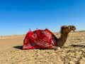 Decorated Camel in Desert Camp Authentic Nomadic Experience Royalty Free Stock Photo