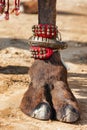 Decorated camel foot Royalty Free Stock Photo