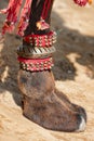 Decorated camel foot Royalty Free Stock Photo