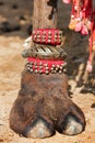 Decorated camel foot Royalty Free Stock Photo