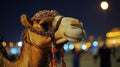Decorated Camel at Night Underneath the Moon Royalty Free Stock Photo