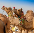 Decorated camel at the Pushkar fair - India