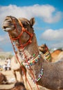 Decorated camel at the Pushkar Mela - Rajasthan, India, Asia