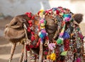 Decorated camel at the Pushkar fair - Rajasthan, India, Asia