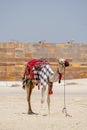 Decorated camel on Qatar desert
