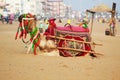 Decorated camel on the sea beach