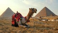 A Camel by the Gaza pyramids near Cairo