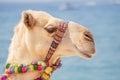 decorated camel is waiting for tourists on the background of the sea. Travel adventures in Arabia and Africa