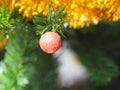 Decorated Christmas green tree decorations have Gift box gold red ball hanging pine, leaves on blurred of background Royalty Free Stock Photo