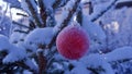 Decorated christmas tree outside with lights covered with snow Royalty Free Stock Photo