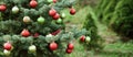 Decorated Christmas tree in pine park