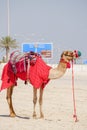 Decorated camel on Qatar desert