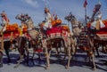 Decorated colorful camels in line for procession