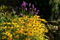 Yellow Rudbeckia Fulgida Goldsturm in Home Garden Royalty Free Stock Photo