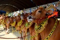 Decorated cows contest before the final of the Cow Race Royalty Free Stock Photo