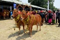 Decorated cows contest before the final of the Cow Race Royalty Free Stock Photo