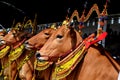 Decorated cows contest before the final of the Cow Race Royalty Free Stock Photo