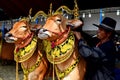 Decorated cows contest before the final of the Cow Race Royalty Free Stock Photo