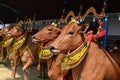 Decorated cows contest before the final of the Cow Race Royalty Free Stock Photo