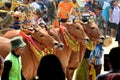 Decorated cows contest before the final of the Cow Race Royalty Free Stock Photo