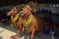 Decorated cows contest before the final of the Cow Race Royalty Free Stock Photo