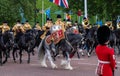 Drum horse at the Trooping the Colour, annual military parade in London, UK.