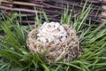 Decorated easter egg in bird nest Royalty Free Stock Photo