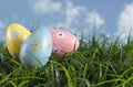 Easter Eggs Hiding in the Grass on a Beautiful Spring Day Royalty Free Stock Photo