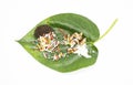 Decorated edible betel leaf for festivals over white background