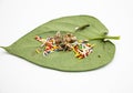 Decorated edible betel leaf over white background