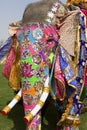 The decorated elephant. Royalty Free Stock Photo