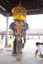 Decorated Elephant in the Temple.