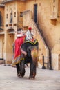 Decorated elephant walking in Jaleb Chowk main courtyard in Am