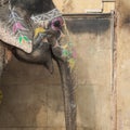 Decorated elephants in Jaleb Chowk in Amber Fort in Jaipur, India. Elephant rides are popular tourist attraction in Amber Fort.