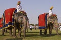 Elephant Festival in Jaipur, India