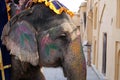 Decorated elephants waiting tourists at Amber Fort in Jaipur