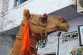 Decorated face of an Indian camel
