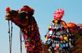 Decorated Fleasing Camel, Pushkar, Ajmer