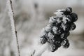 Decorated with frost berries privet and sprigs