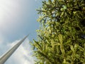 Decorated green fur tree with lights and The Spire monument in the background. Christmas time in Dublin city, the capital of Royalty Free Stock Photo