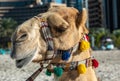 The decorated head of camel close-up Royalty Free Stock Photo